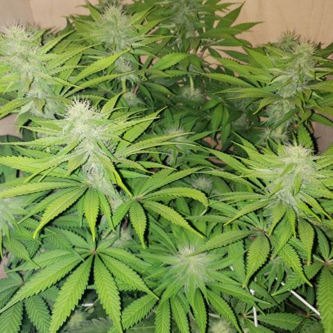 Mango Hashplant growlog timeline photo