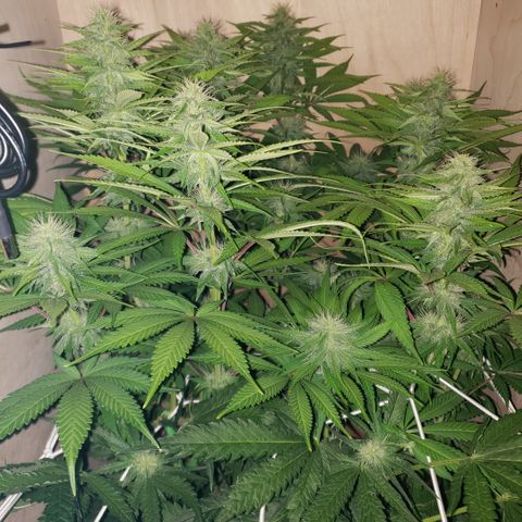 Mango Hashplant growlog timeline photo