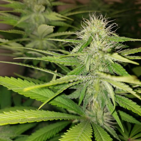 Mango Hashplant growlog timeline photo