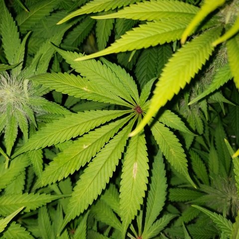 Mango Hashplant growlog timeline photo