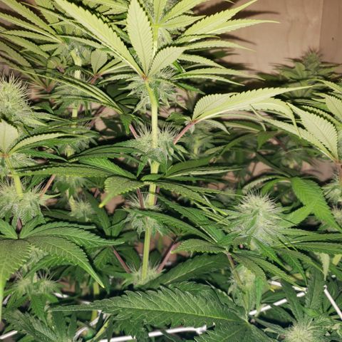 Mango Hashplant growlog timeline photo