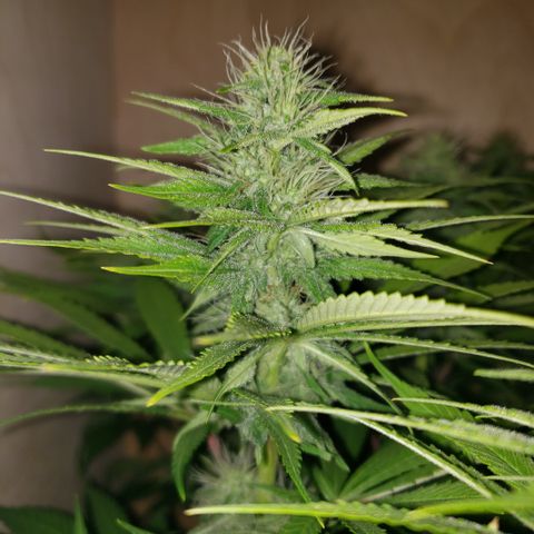 Mango Hashplant growlog timeline photo