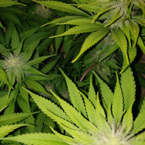 Mango Hashplant growlog timeline photo