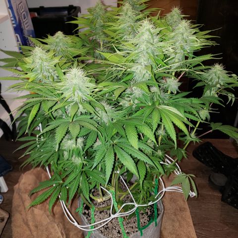 Mango Hashplant growlog timeline photo