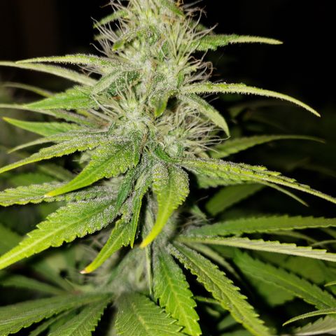 Mango Hashplant growlog timeline photo