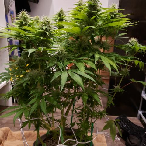 Mango Hashplant growlog timeline photo