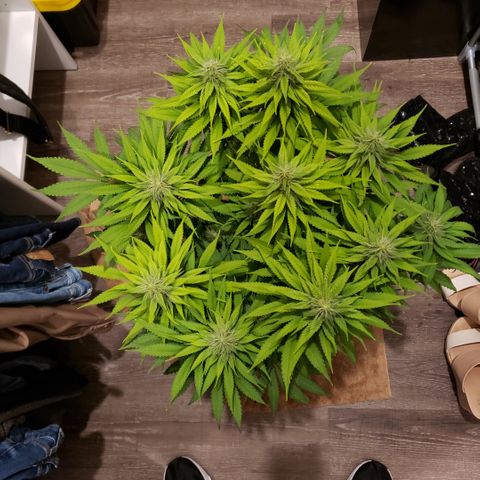 Mango Hashplant growlog timeline photo