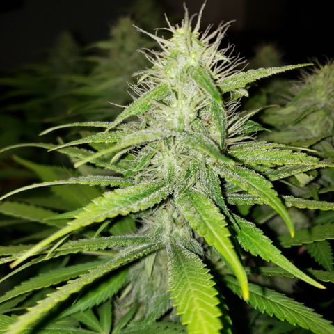 Mango Hashplant growlog timeline photo