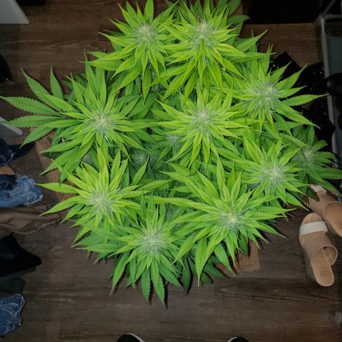 Mango Hashplant growlog timeline photo