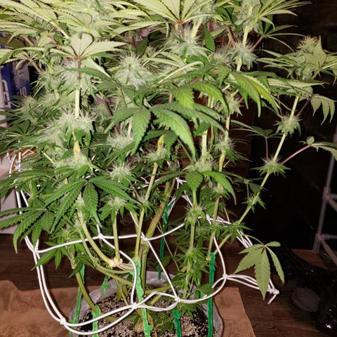 Mango Hashplant growlog timeline photo