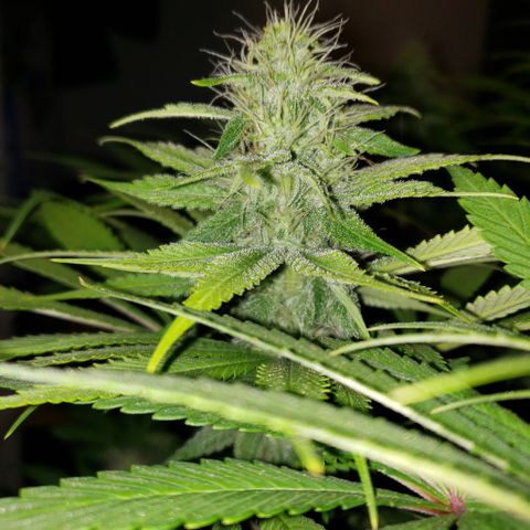 Mango Hashplant growlog timeline photo
