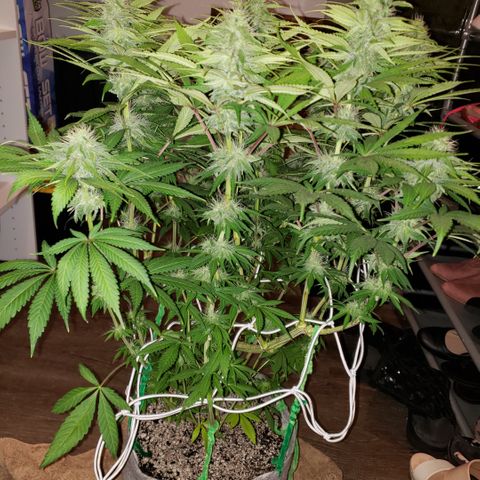 Mango Hashplant growlog timeline photo