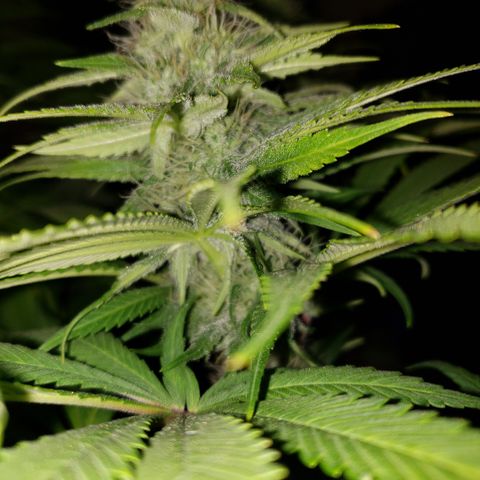 Mango Hashplant growlog timeline photo