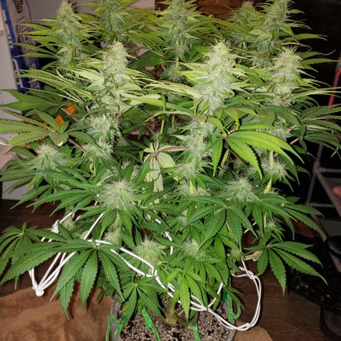 Mango Hashplant growlog timeline photo