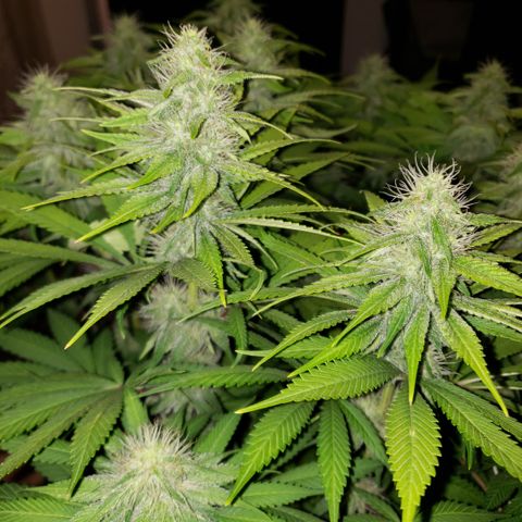 Mango Hashplant growlog timeline photo