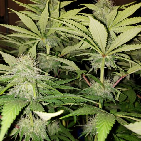 Mango Hashplant growlog timeline photo