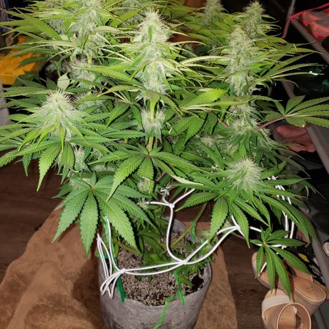Mango Hashplant growlog timeline photo