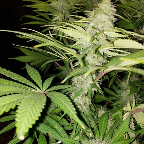 Mango Hashplant growlog timeline photo