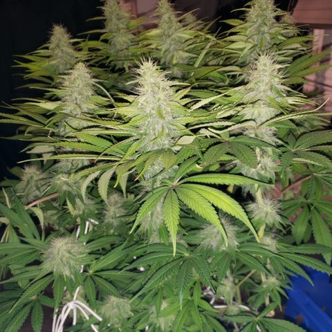 Mango Hashplant growlog timeline photo