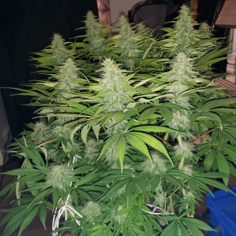 Mango Hashplant growlog timeline photo