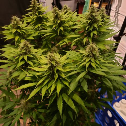 Mango Hashplant growlog timeline photo