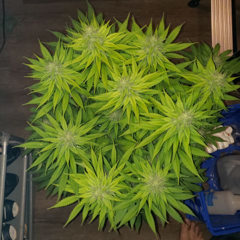Mango Hashplant growlog timeline photo