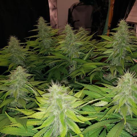 Mango Hashplant growlog timeline photo