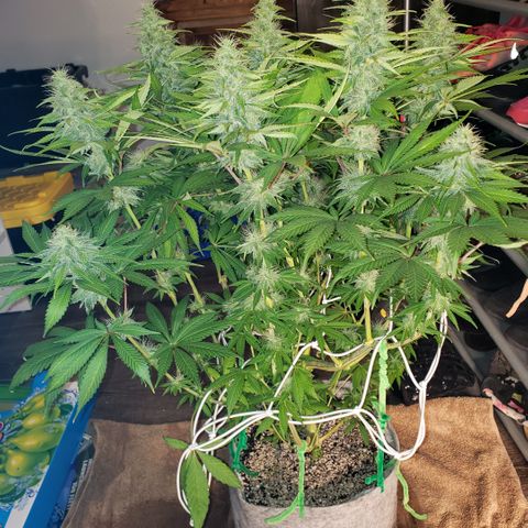 Mango Hashplant growlog timeline photo