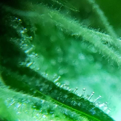 Mango Hashplant growlog timeline photo
