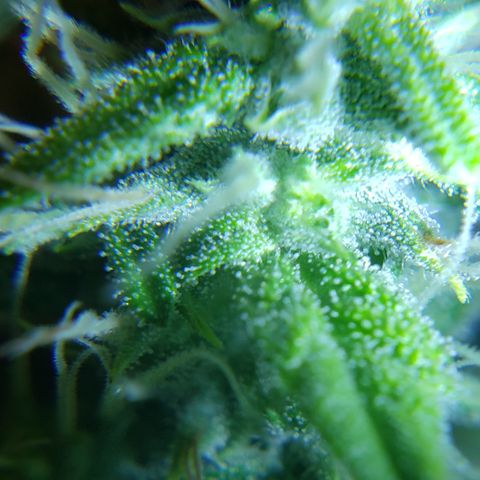 Mango Hashplant growlog timeline photo