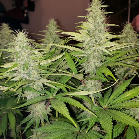 Mango Hashplant growlog timeline photo