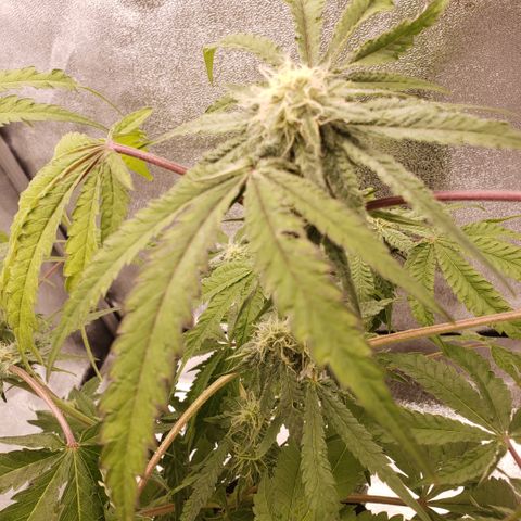 Green Crack growlog timeline photo