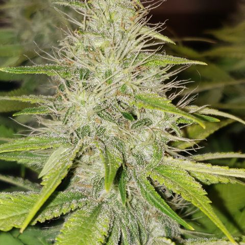 Mango Hashplant growlog timeline photo