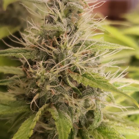 Mango Hashplant growlog timeline photo