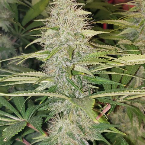 Mango Hashplant growlog timeline photo