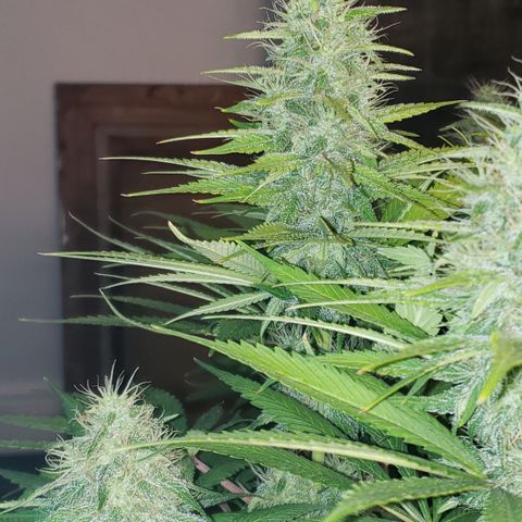 Mango Hashplant growlog timeline photo