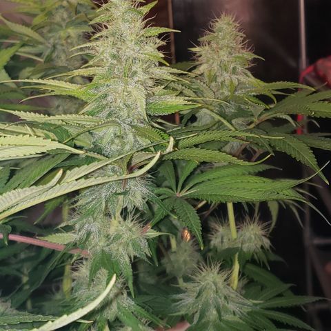 Mango Hashplant growlog timeline photo
