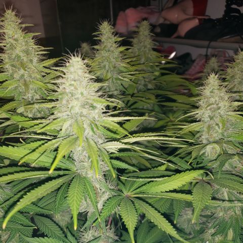 Mango Hashplant growlog timeline photo