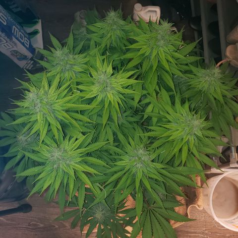 Mango Hashplant growlog timeline photo