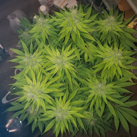 Mango Hashplant growlog timeline photo