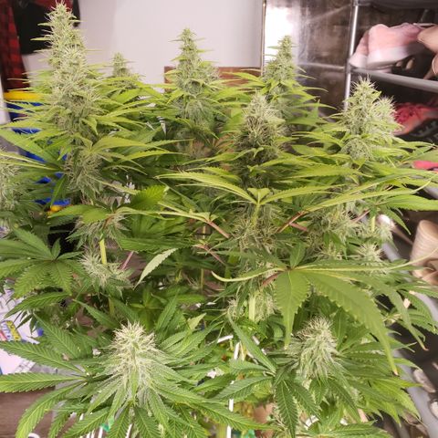 Mango Hashplant growlog timeline photo