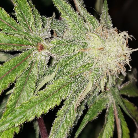 Green Crack growlog timeline photo