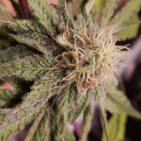 Green Crack growlog timeline photo