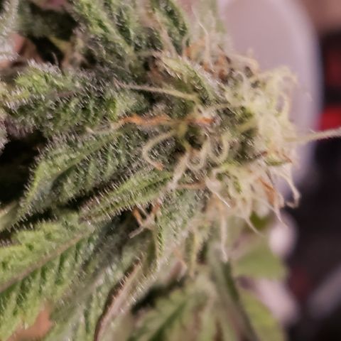 Green Crack growlog timeline photo