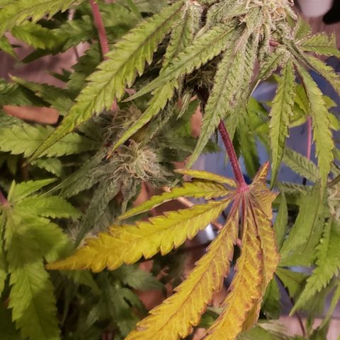 Green Crack growlog timeline photo