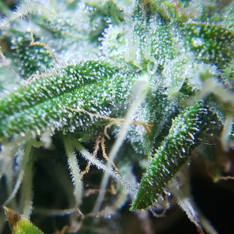 Mango Hashplant growlog timeline photo