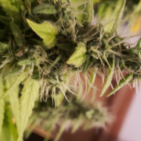 Mango Hashplant growlog timeline photo