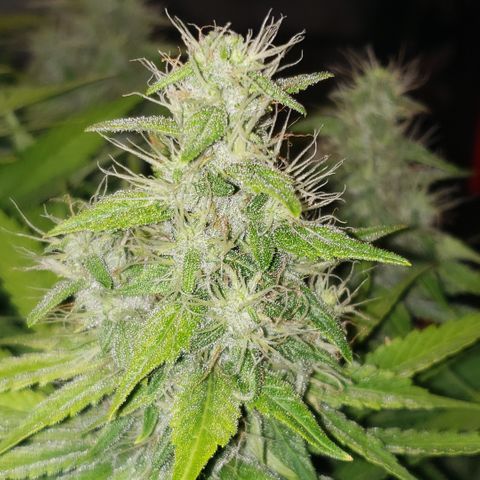 Mango Hashplant growlog timeline photo