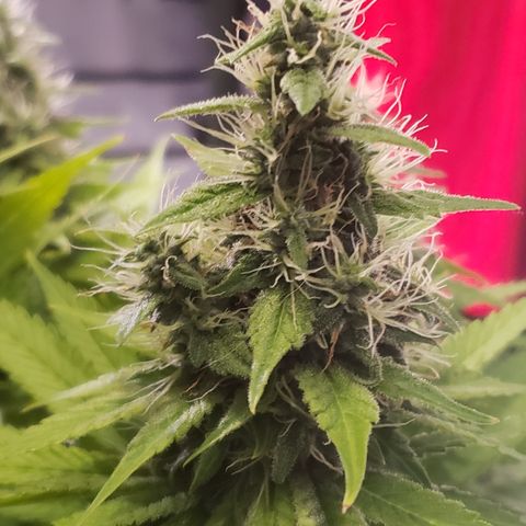 Mango Hashplant growlog timeline photo