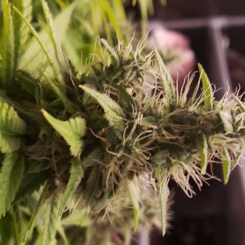 Mango Hashplant growlog timeline photo